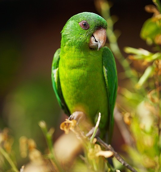 Superbes images d'oiseaux