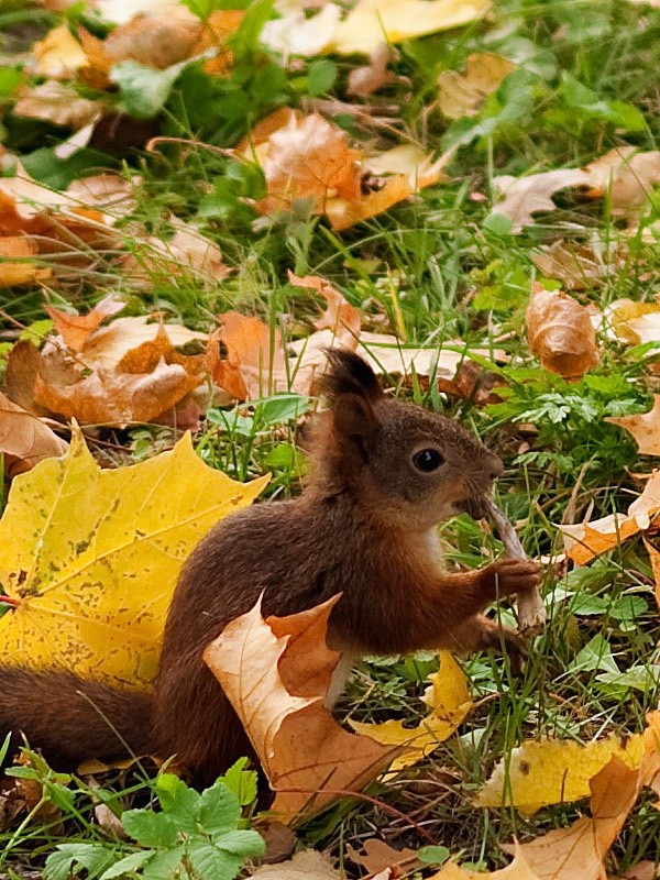 Belles images d'ecureuils