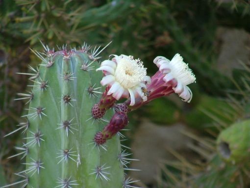 Fleurs de Cactus