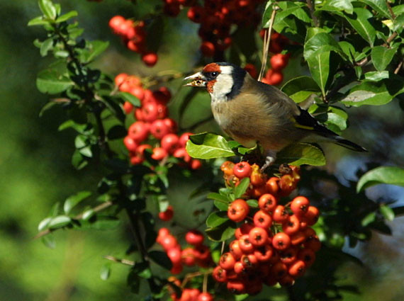 Superbes images d'oiseaux