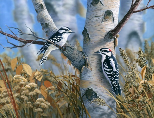 Superbes peintures d'oiseaux