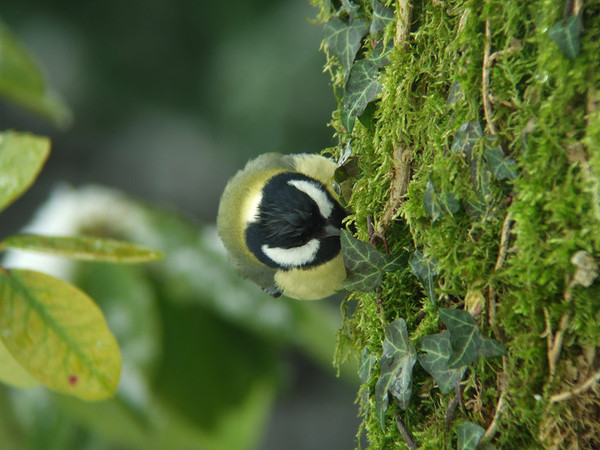 Superbes images d'oiseaux