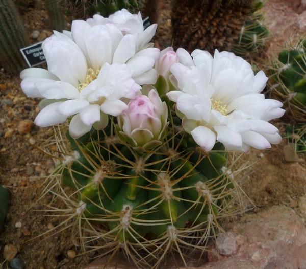 Fleurs de Cactus