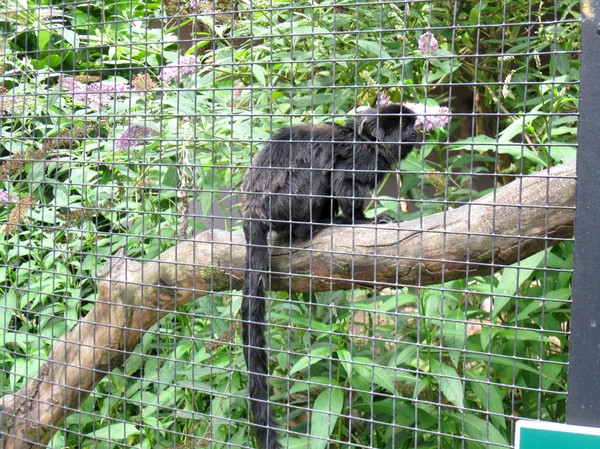 Zoo d'Amiens-2012