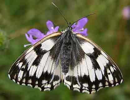 Superbes papillons