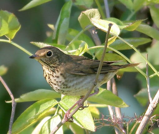 Superbes images d'oiseaux