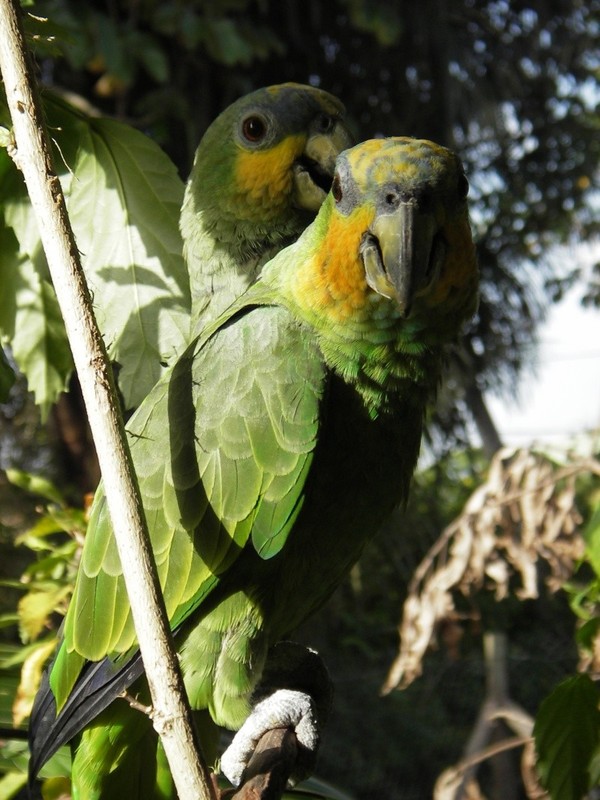 Superbes images d'oiseaux