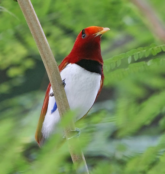 Superbes images d'oiseaux