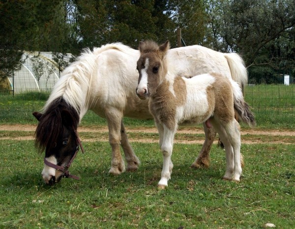 Belle famille