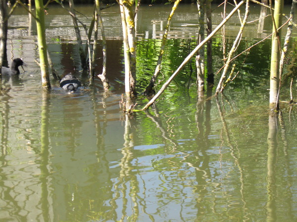 Amiens -Les hortillonnages