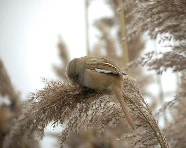 Superbes images d'oiseaux