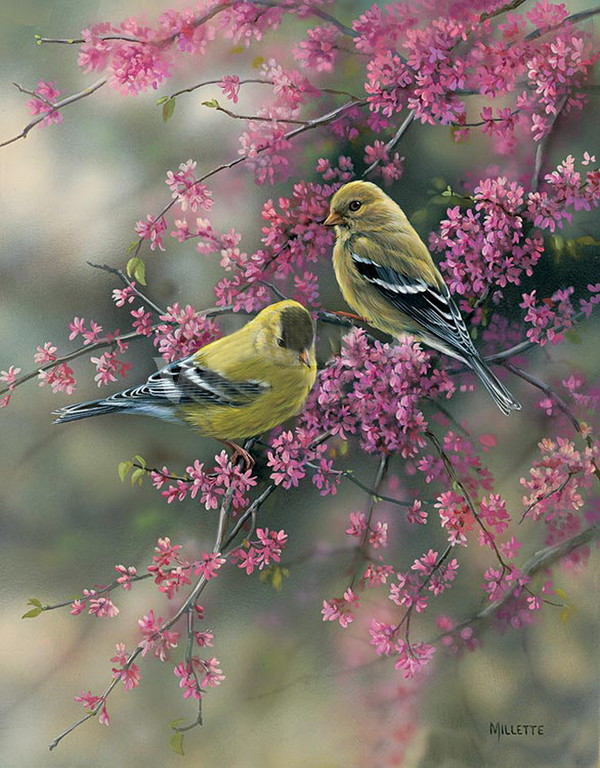 Superbes peintures d'oiseaux