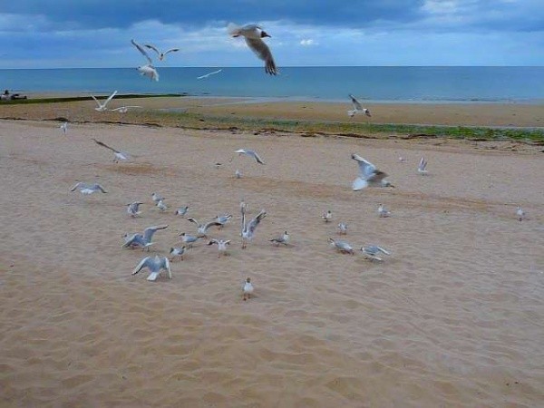 Plage de Basse Normandie (Calvados)