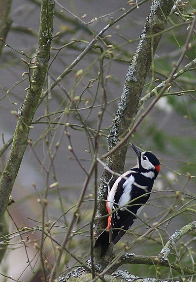 Superbes images d'oiseaux