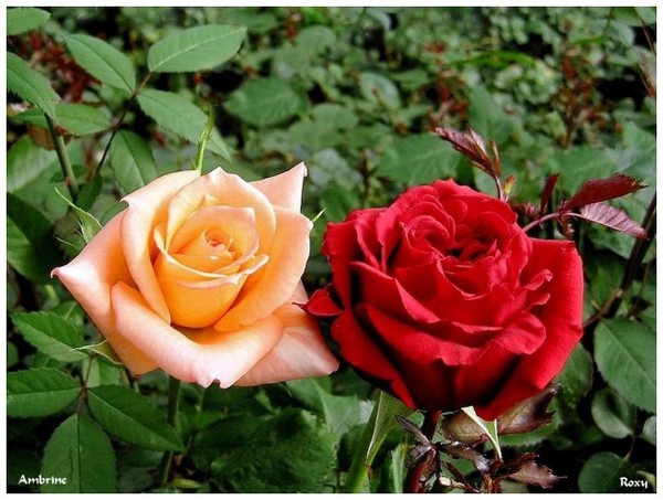 Que des belles roses!!