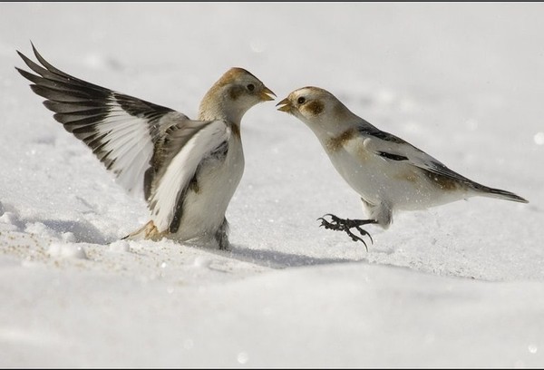 Superbes images d'oiseaux