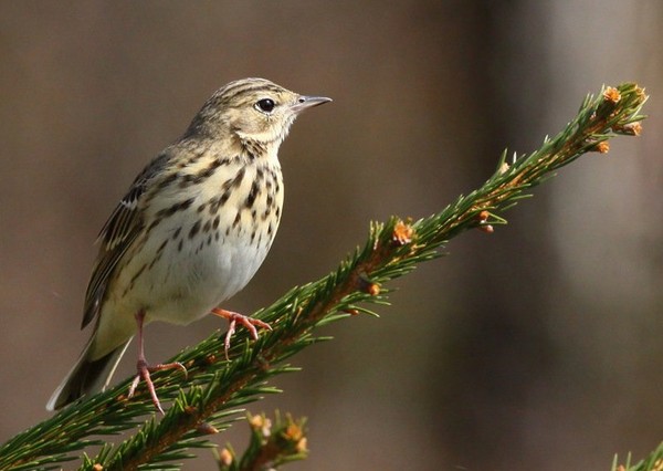 Superbes images d'oiseaux