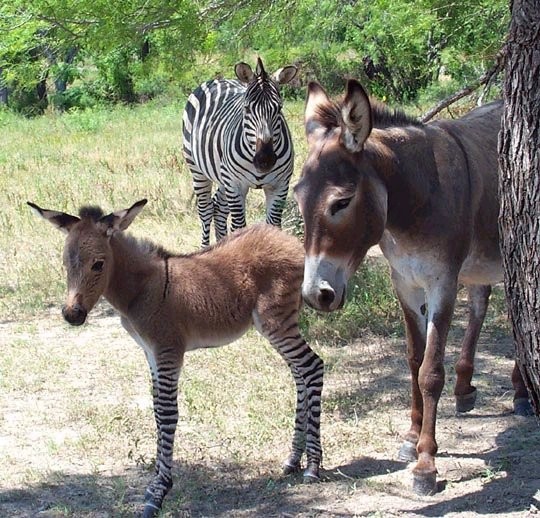 Belles familles