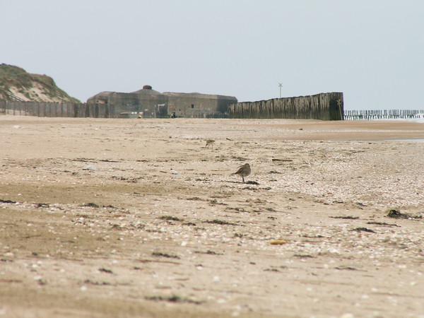 Plage du Nord - Pas de Calais