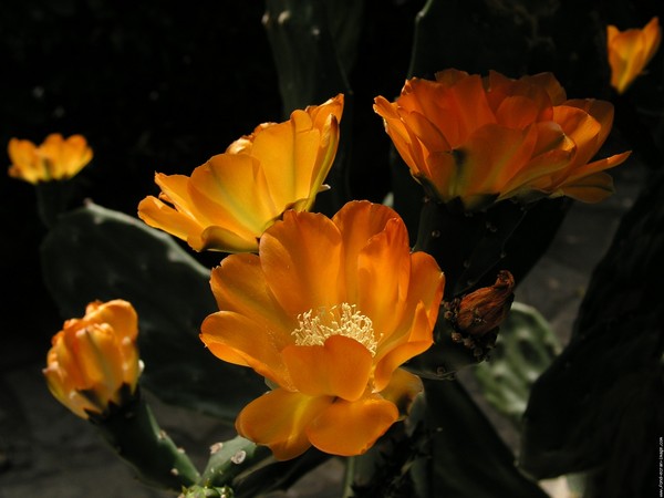 Fleurs de Cactus