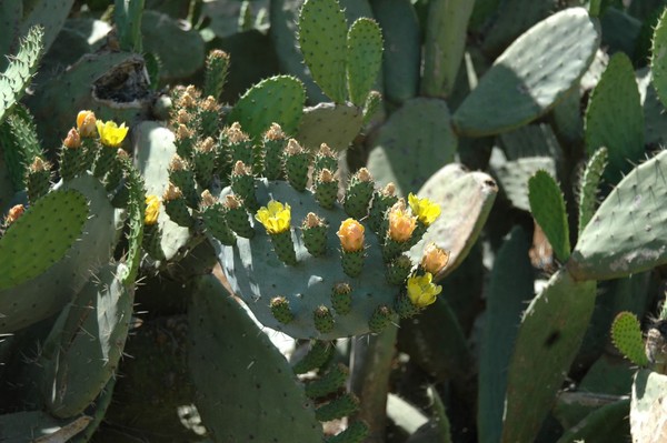 Fleurs de Cactus