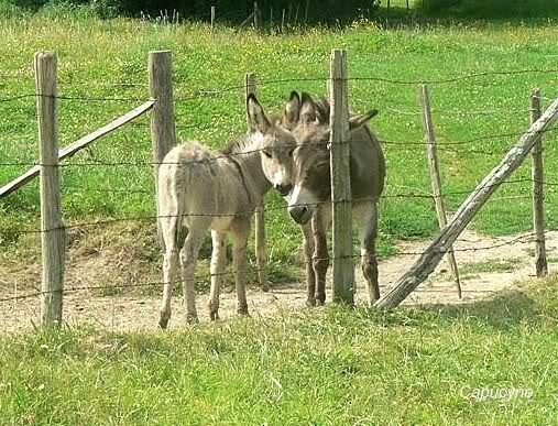 Belle famille