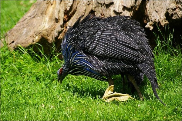 Superbes images d'oiseaux