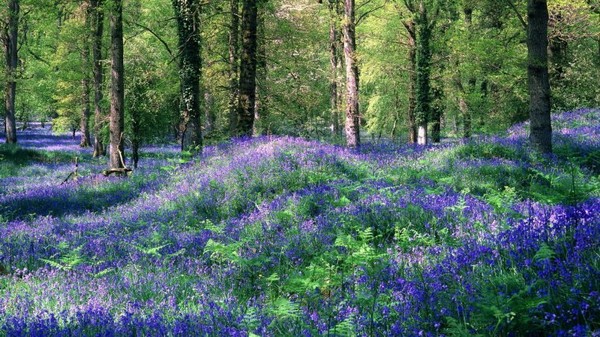 Sous bois au printemps