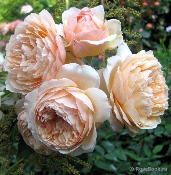 Que des belles roses!!