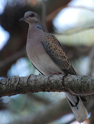 Superbes images d'oiseaux