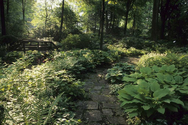 Sous bois au printemps