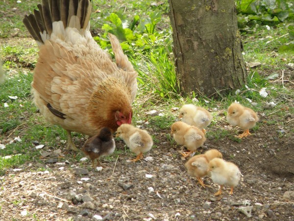 Belles familles