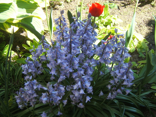 Fleurs et paysages ( printemps-été)