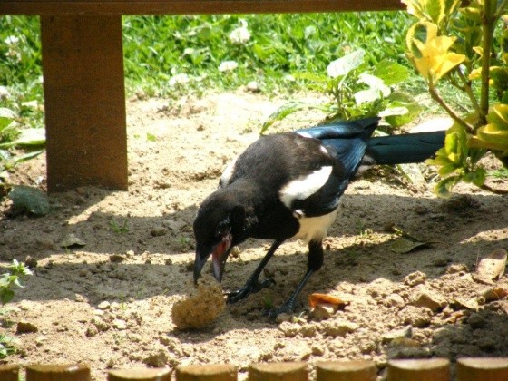 Superbes images d'oiseaux