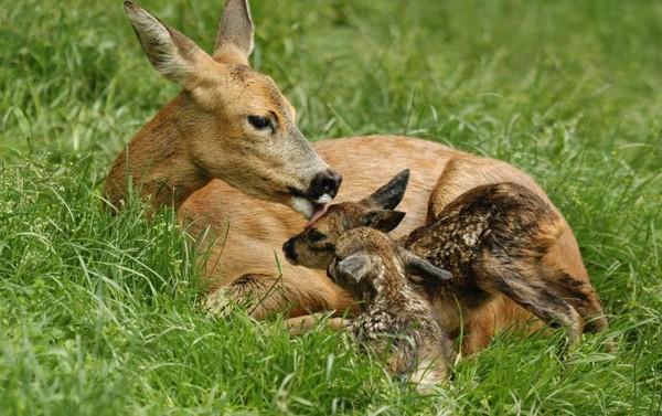 Belle famille