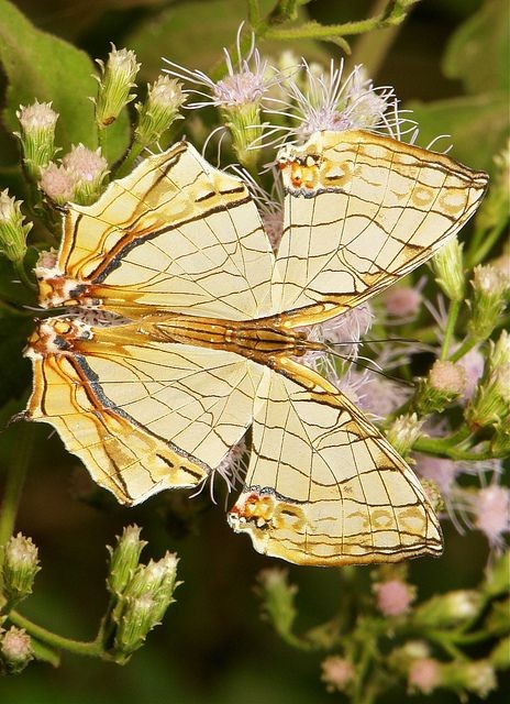 Superbes  papillons