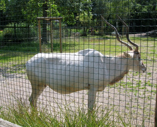 Zoo d'Amiens -2012