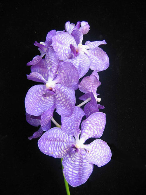 Fleurs d'Orchidées