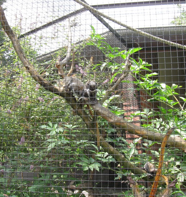 Zoo d'Amiens-2012