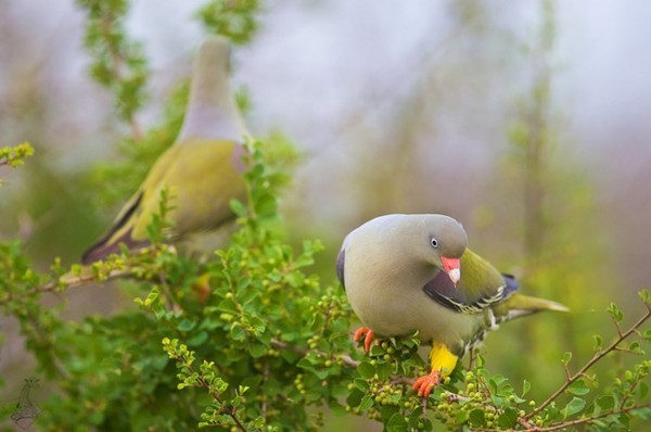 Superbe image d'oiseaux