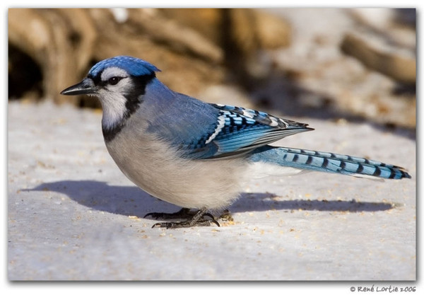 Superbes images d'oiseaux