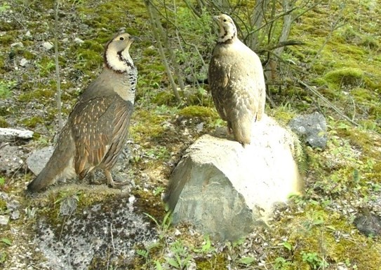 Superbes images d'oiseaux