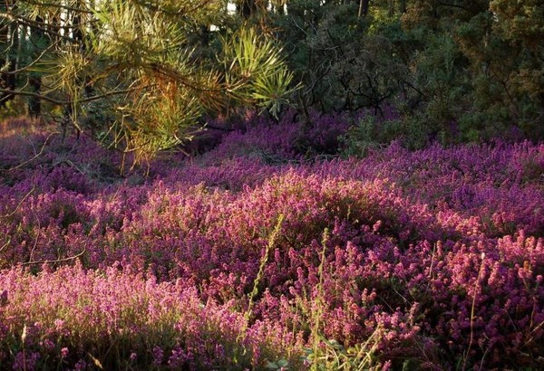 Paysages -Printemps -Eté