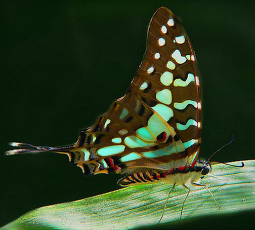 Superbes papillons