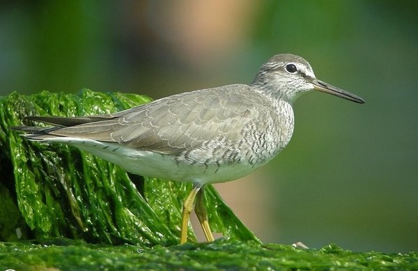 Superbes images d'oiseaux