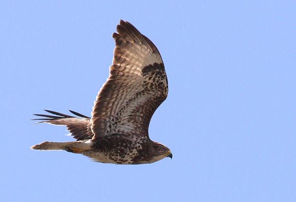 Superbes images d'oiseaux