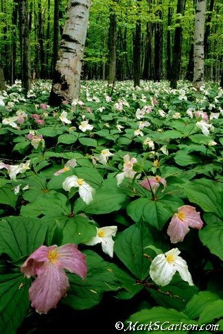 Sous bois au printemps