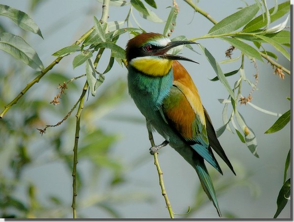 Superbes images d'oiseaux