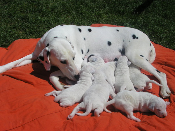 Belle famille