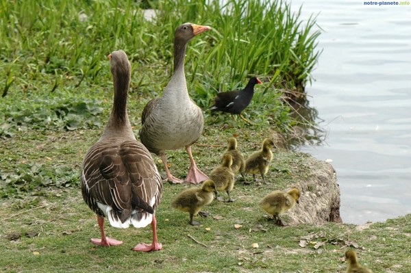 Belle famille